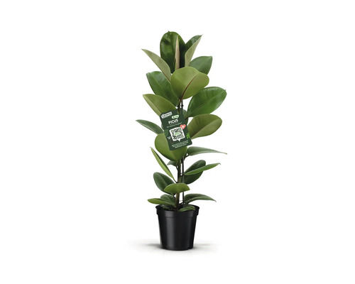 FLORASELF Rubberplant Ficus Elastica Robusta potmaat Ø 21 cm H 90 cm Ficus kamerplant in pot