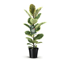 Rubberplant in zwarte pot