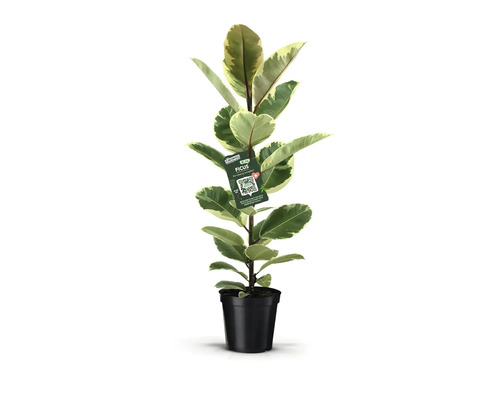 Rubberplant in zwarte pot