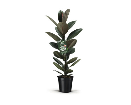 FLORASELF Rubberplant Ficus Elastica Abidjan potmaat Ø 21 cm H 90 cm Rubberplant in pot