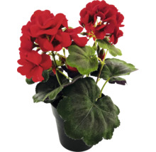 Geranium in een pot met rode bloemen en groene bladeren.