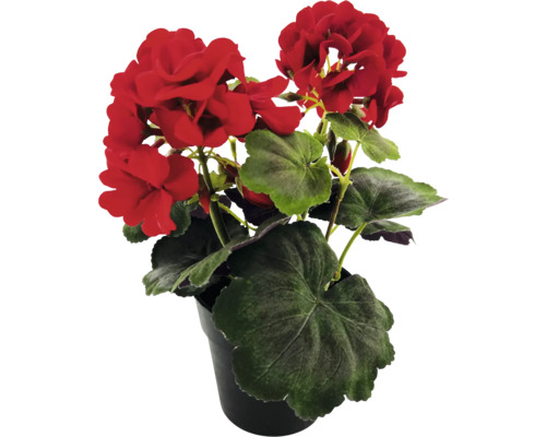 Geranium in een pot met rode bloemen en groene bladeren.