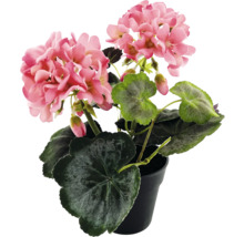 Geranium in een pot