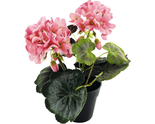 Geranium in een pot