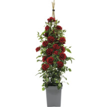 Klimroos met klimhulp in pot