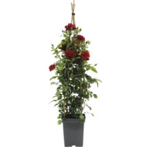 Klimroos in pot met klimhulp