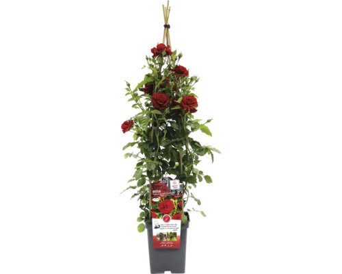 Klimroos in pot met klimhulp