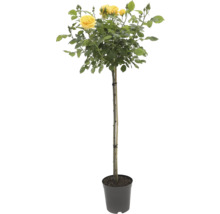 Gele rozenboom sierplant in pot