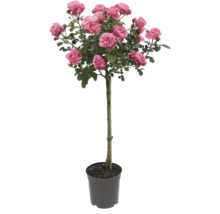 Roos in pot met roze bloemen