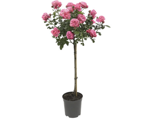 Roos in pot met roze bloemen