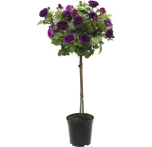 Rozenstam met violette bloemen in pot