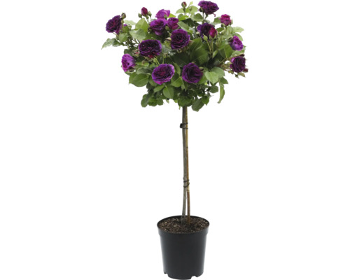 Rozenstam met violette bloemen in pot