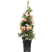 Klimroos in pot met klimhulp