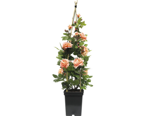 Klimroos in pot met klimhulp