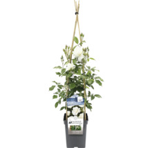 Klimroos Iceberg in pot met bamboestok