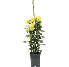 Gele klimroos in pot met klimhulp