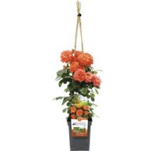 Klimroos in pot met klimhulp