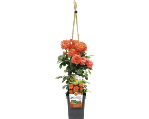 Klimroos in pot met klimhulp