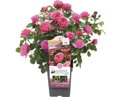 Leonardo da Vinci roos in pot