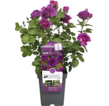 Rosa Minerva in pot