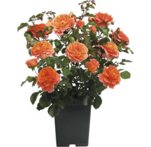 Oranje perkroos in pot