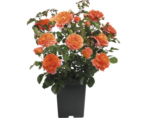 Oranje perkroos in pot