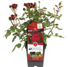 Red Meilove Roos in pot