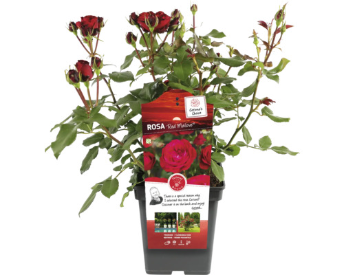 Red Meilove Roos in pot