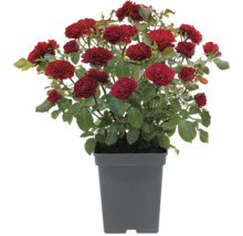 Struikroos in een pot met rode bloemen