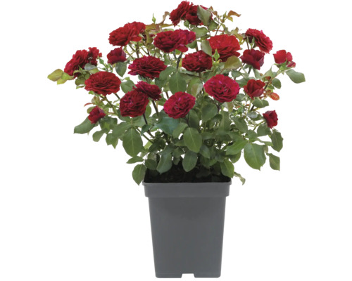 Struikroos in een pot met rode bloemen