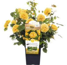 Gele roos ''Absolutely Fabulous'' in pot.