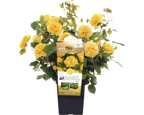 Gele roos ''Absolutely Fabulous'' in pot.