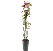 Roos in pot met plantenetiket