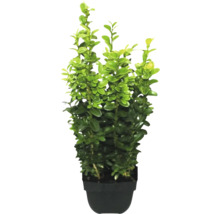 Buxus in pot