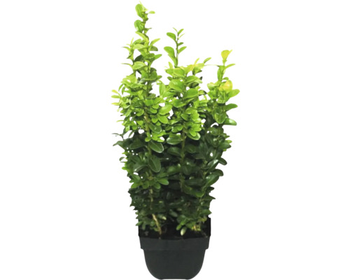 Buxus in pot