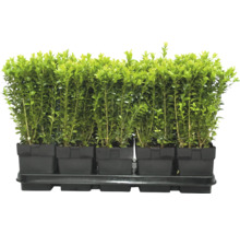 Buxus zaailingen in kweekpotten op een kweekplaat