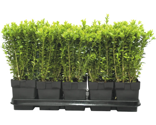 Buxus zaailingen in kweekpotten op een kweekplaat