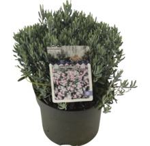 Andromeda polifolia Blue Lagoon in pot