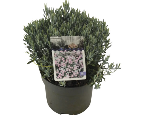 Andromeda polifolia Blue Lagoon in pot