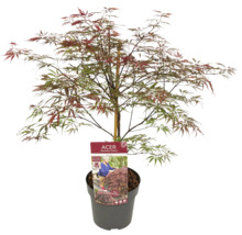 Japanse esdoorn in pot