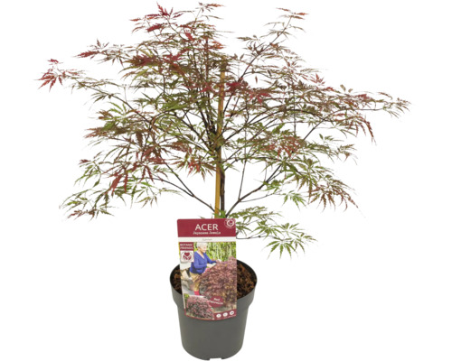 Japanse esdoorn in pot