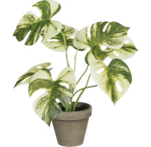 Monstera kamerplant in een pot