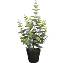 Eucalyptusplant in pot voor binnenshuis