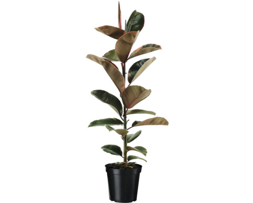 Rubberplant in pot