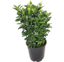 Haagspindelstruik gekweekt in pot met groene bladeren