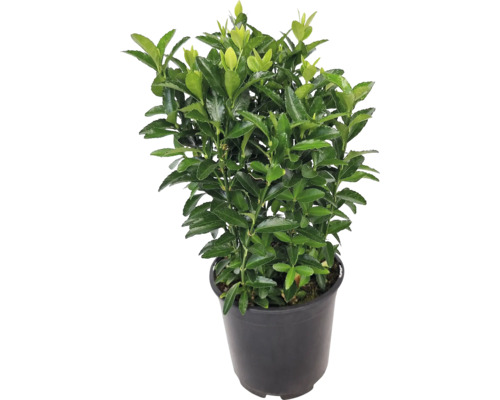 Haagspindelstruik gekweekt in pot met groene bladeren