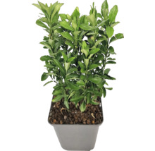 Spoelstruik met groene bladeren, geteeld in een pot, voor buiten.