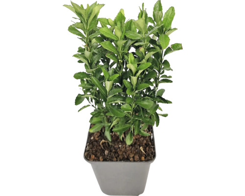 FLORASELF Kardinaalshoed Euonymus japonicus 'Green Spire' potmaat Ø 9 cm H 5-10 cm Spoelstruik met groene bladeren, geteeld in een pot, voor buiten.