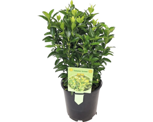 FLORASELF Kardinaalshoed Euonymus japonicus 'Green Spire' potmaat Ø 13 cm H 5-10 cm Groenblijvende kardinaalsmuts in pot
