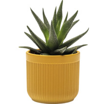 Zebra haworthia in een bloempot